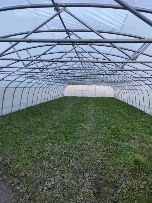 Single Span Clear Sheeting 12m Tunnel Plastic Greenhouse