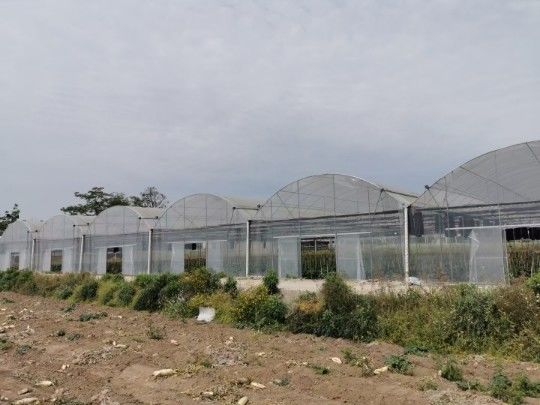 Round Top Reinforced Plastic Film Multi Span Greenhouse