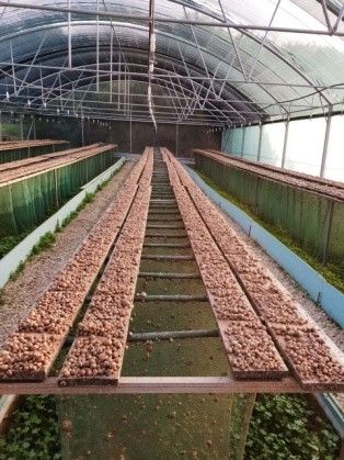 Multi Span Roof Ventilation Polyethylene Film Greenhouse For Farm