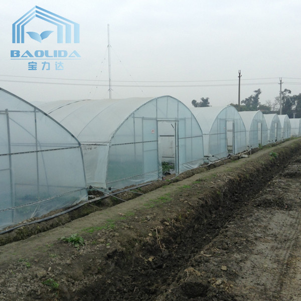 Plastic Tunnel Single Span Greenhouse Agricultural For Strawberry