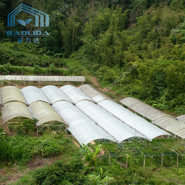 High Tunnel Plastic Film Single-Span Greenhouse Poly Tunnel 8m For Vegetable