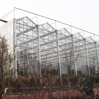 Sides And Top Ventilation System Multispan Glass Covered Venlo Type Greenhouse