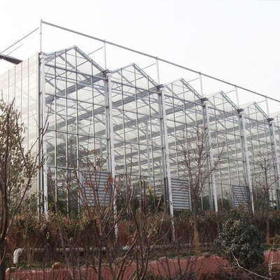 Venlo Tempered Glass Panels Steel Frame Greenhouse Europe Automatic System