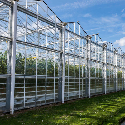 Sides And Top Ventilation System Multispan Glass Covered Venlo Type Greenhouse