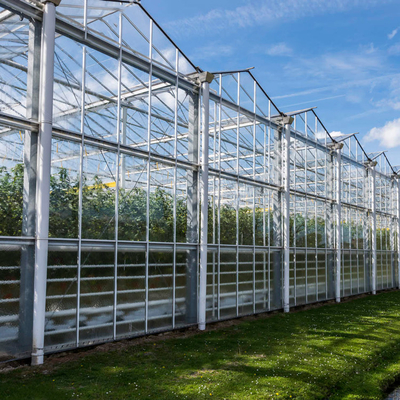 Venlo Tempered Glass Panels Steel Frame Greenhouse Europe Automatic System