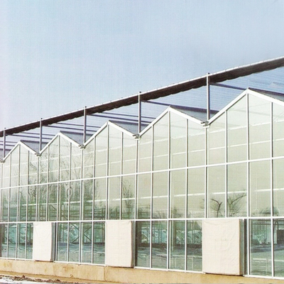 Venlo Tempered Glass Panels Steel Frame Greenhouse Europe Automatic System