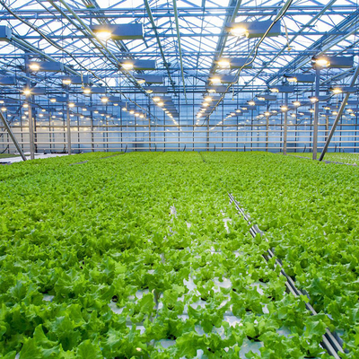 Sides And Top Ventilation System Multispan Glass Covered Venlo Type Greenhouse