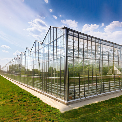 Sides And Top Ventilation System Multispan Glass Covered Venlo Type Greenhouse