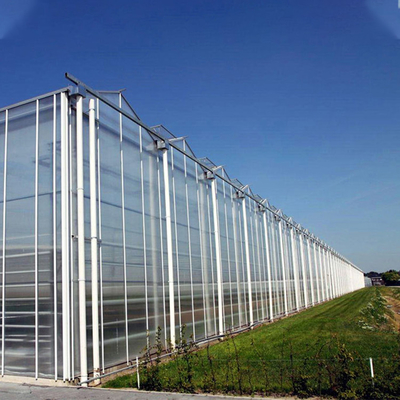 Agricultural Transparent Venlo Type Greenhouse For Fruits Flowers