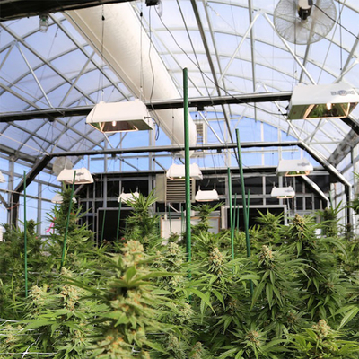 Pc Sheet Cannabis Blackout Light Deprivation Greenhouse Agriculture Plants Growing
