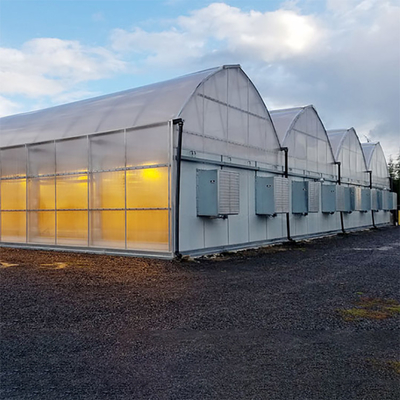 Led Grow Lighting Tunnel Auto Light Dep Greenhouse Multi Span For Hemps Growing