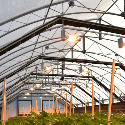 Black White Tunnel Single Span Greenhouse 150 Micron Film Covered No Welding