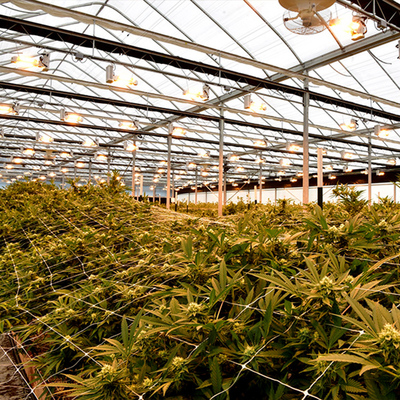 Polytunnel Blackout Light Deprivation Greenhouse Automated For Herbs Growing