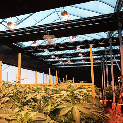 American Cannabis Cultivation Automated Blackout Greenhouse