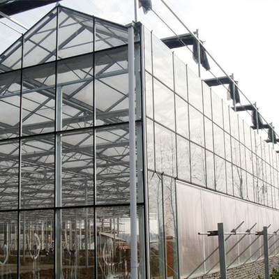 Agriculture Plants Growing Venlo Type Glass Multi Span Greenhouse With Cooling Pad
