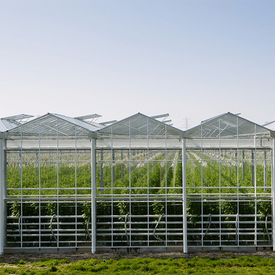 Galvanized Steel Frame Multi Span Venlo Glass Greenhouse Large Automatic