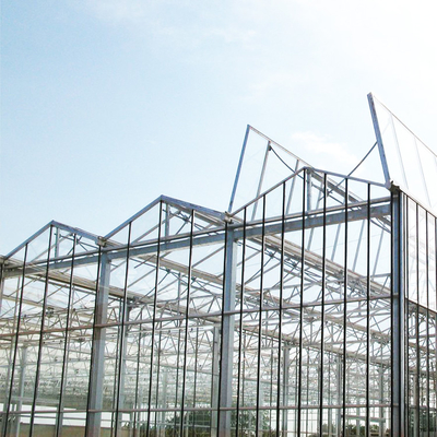 Vegetable Hydroponics Venlo Tempered Glass Greenhouse Multispan For Tomato Growing