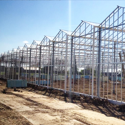 Multi Span Steel Structure Venlo Glass Greenhouse Fiberglass Covering 1000m2