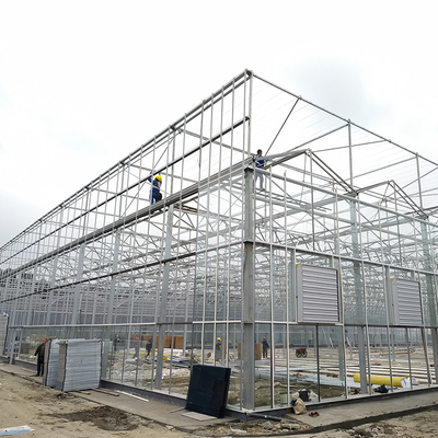 Multi Span Steel Structure Venlo Glass Greenhouse Fiberglass Covering 1000m2