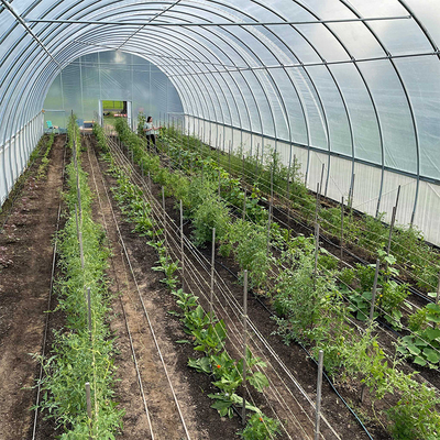 Plastic Film Tunnel Single Span Greenhouse Heat Preservation For Winter Tomato
