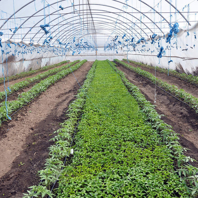 Galvanized Steel Frame Single Span Greenhouse Plastic Film Covering 8*30m