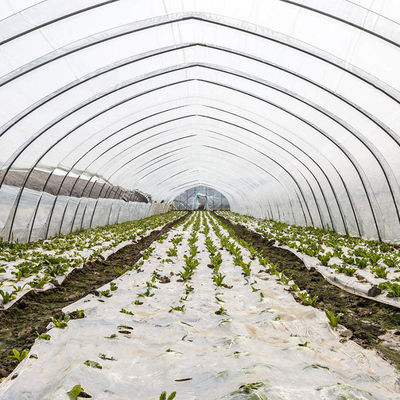 Galvanized Steel Frame Tunnel Pe Film Greenhouse Single Span For Agriculture
