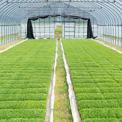 Galvanized Steel Frame Tunnel Pe Film Greenhouse Single Span For Agriculture