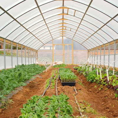 Galvanized Steel Frame Tunnel Pe Film Greenhouse Single Span For Agriculture