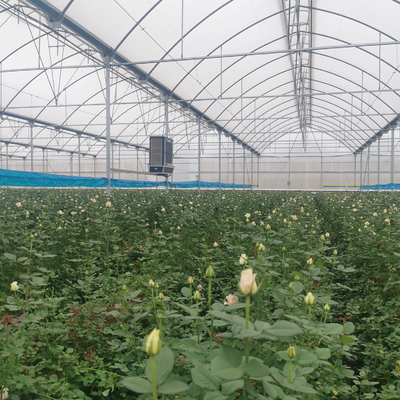 Seedbed Nursery Multi Span Tunnel Plastic Greenhouse For Strawberry Planting