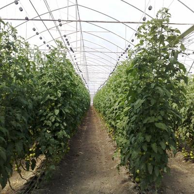 Galvanized Steel Pipe Plastic Film Greenhouse Agricultural Multi Span