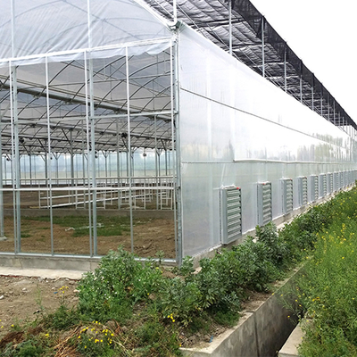 Galvanized Steel Framework Clear PE Film Ventilation System Multi Span Greenhouse