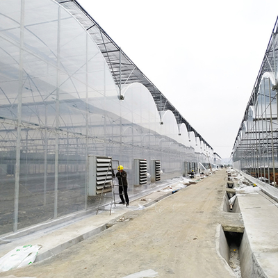 Galvanised Walk In Multispan 5.3m Tunnel House Plastic Multi Span Greenhouse
