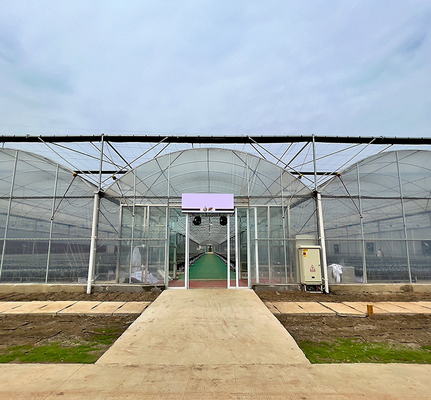 Agriculture Planting Plastic Sheeting Large Scale Steel Frame Greenhouse Multi Span Greenhouse