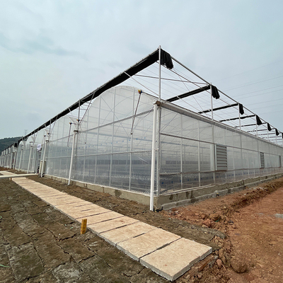 90m Length High Wall Plastic Film Multi Span Greenhouse