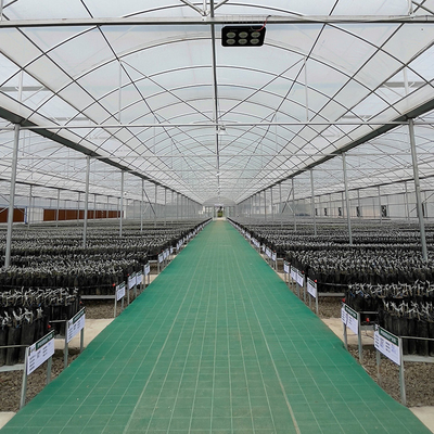 90m Length High Wall Plastic Film Autpmatic System Multi Span Greenhouse