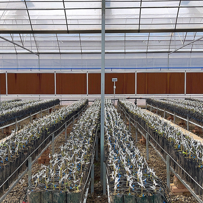 90m Length High Wall Plastic Film Autpmatic System Multi Span Greenhouse