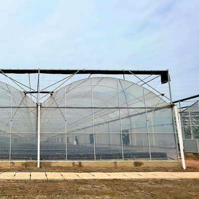 Serre Invernadero Tomato Multi Span Greenhouse Agricultural with Intelligent Film