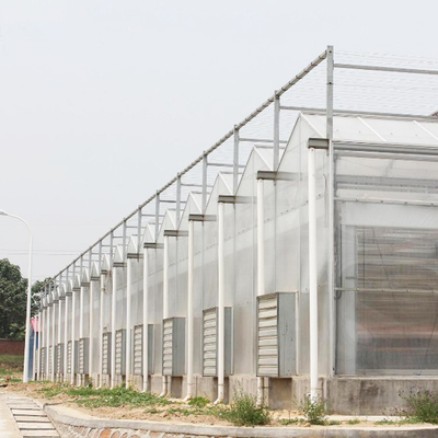 Agriculture Film Clear Polycarbonate Greenhouse Transparent Square Steel Frame Coating