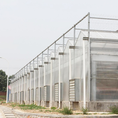 Climate Controller Polycarbonate Multi Span Greenhouse for Vegetable Production