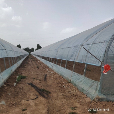 Agriculture Single Tunnel Plastic Film Greenhouse for Strawberry Planting Growing