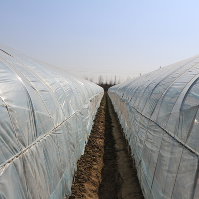 Agriculture Single Tunnel Plastic Film Greenhouse for Strawberry Planting Growing