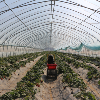 Agriculture Single Tunnel Plastic Film Greenhouse for Strawberry Planting Growing