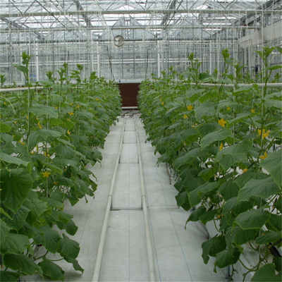Hydroponics Tomato Cucumber Flower Film Arch Automatic Multispan Glass Greenhouse