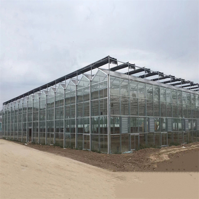 Agriculture Multi Span Automatic Venlo Glass Greenhouse For Vegetables Growing