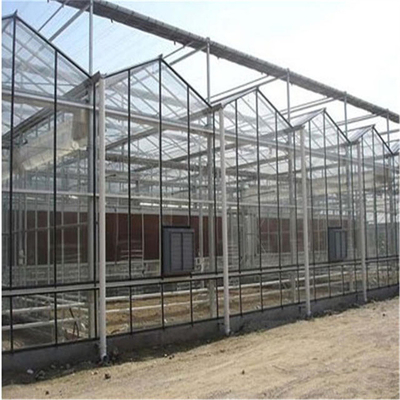 Metal Frame Polytunnel Glass Venlo Type Greenhouse Stabilized 60x90m