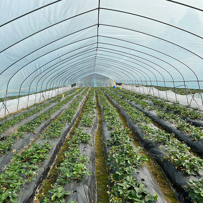 Vegetables Growing Single Span Greenhouse Agriculture High Tunnel For Seedlings