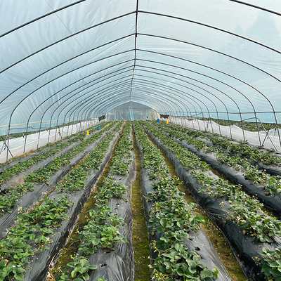 Single Span Plastic Film Tunnel Greenhouse for Agricultural Plants Growing