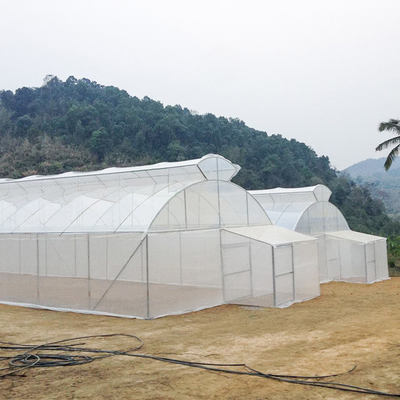 Agriculture Single Span Single Tunnel Umbrella Roof Vent Greenhouse For Hot Area