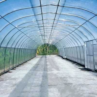 Umbrella Galvanized Greenhouse Frames Single Span Tropical Tunnel Automatic Vent