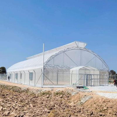 Top Vent Automatic Multi Tunnel Umbrella Single Span Greenhouse For Tomato Planting